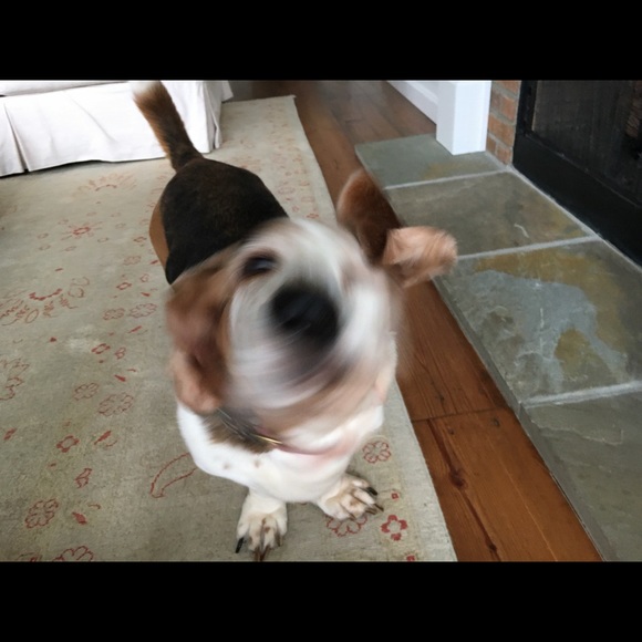 Meet your Posher, Emerson - Picture 1 of 1